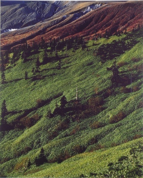 紅葉で色づいた山の斜面の写真