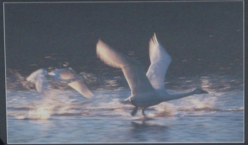 白鳥が水面から飛び立つところの写真