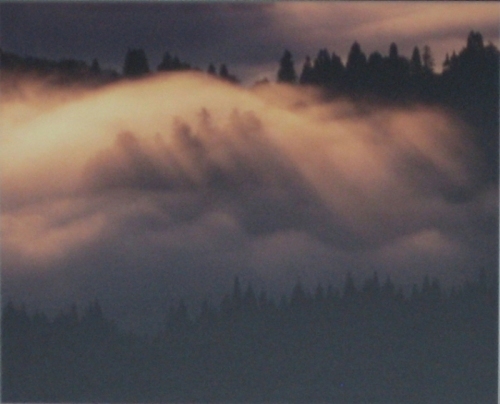 朝霧のかかる森の写真