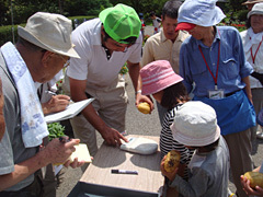 7月8日～10日ボランティア収穫体験5