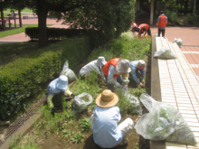 深谷城址公園の除草と花がら摘み3