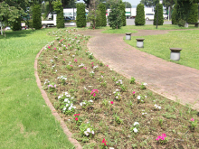 道の駅はなぞの周辺花壇除草3