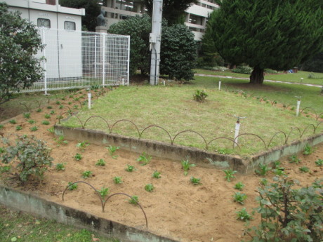 花植え