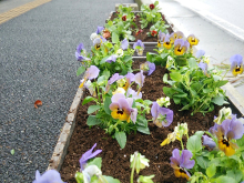 花植え