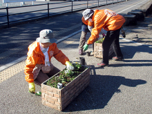 花植え