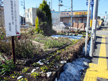 除草&花がら摘み