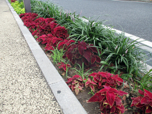 除草＆花がら摘み