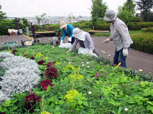 除草＆花がら摘み