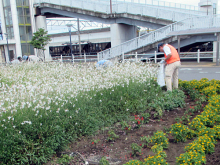 除草＆花がら摘み