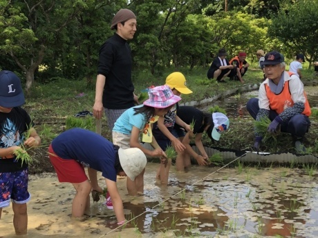 田植え体験