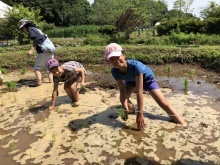 田植え体験