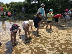 田植え体験