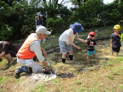 田植え体験