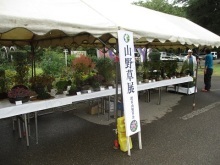 山野草会