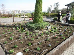 天空の散歩道植栽