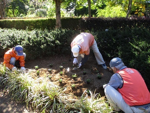王国通り植栽