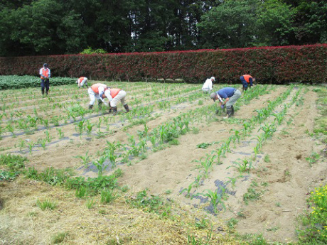 トウモロコシ除草作業