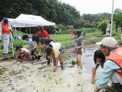 田植え体験