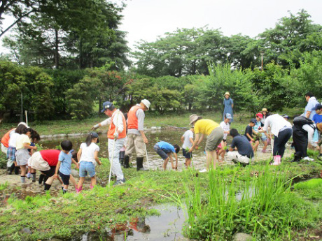 田植え体験