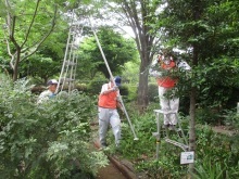 薬草園剪定