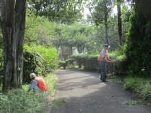 カエデ通り除草