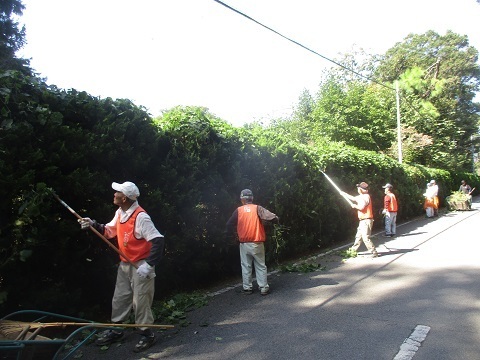 カイヅカイブキの除草