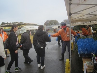 ビオラの花苗無料配布