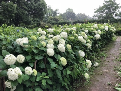 アジサイ園