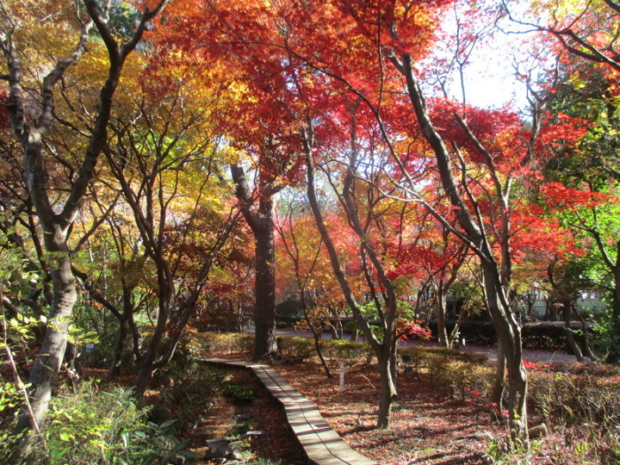 ホタルの小川の紅葉