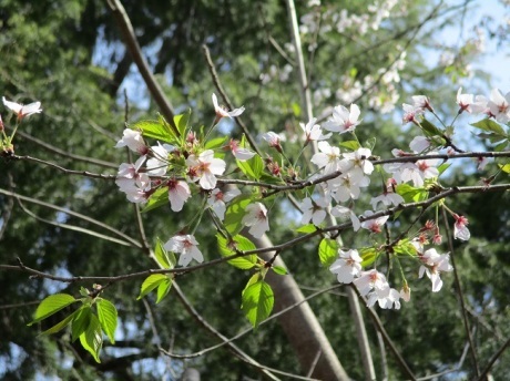 葉桜