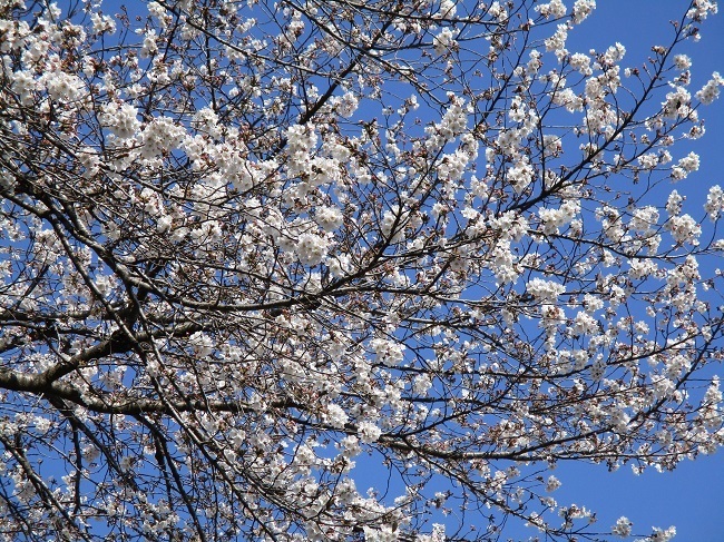 桜