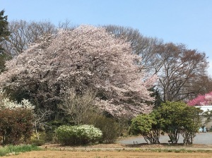 駐車場裏の桜