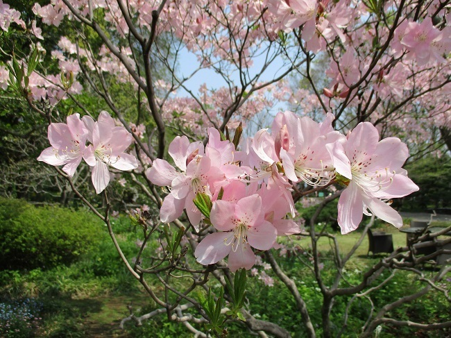 クロフネツツジ