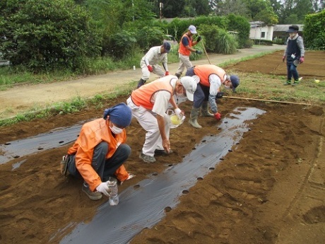大根の種まき