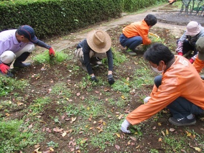 サンクンガーデン除草