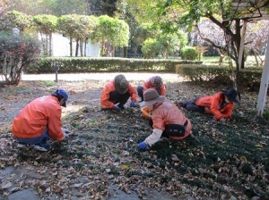 藤棚下の除草作業