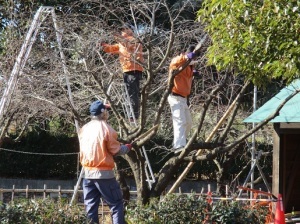 果樹園剪定