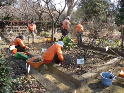 薬草園整備