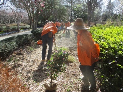 みどり香るまち大賞副賞植木植栽