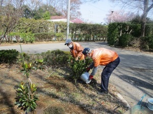 まち大賞副賞植木植栽