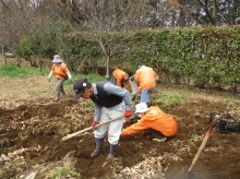 サトイモ親芋の掘り出し