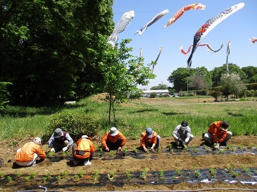 藍の定植作業