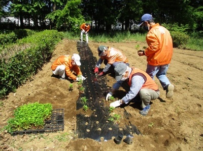 藍の定植作業