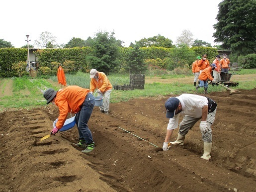 サトイモ定植作業