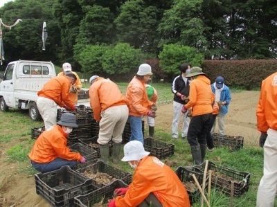 サトイモ定植