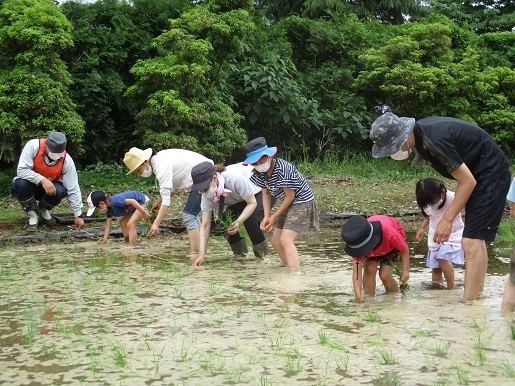 田植え体験