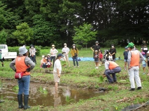 田植え体験