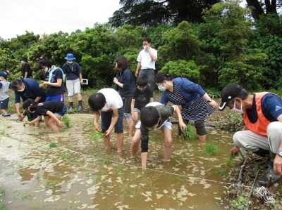 田植え体験