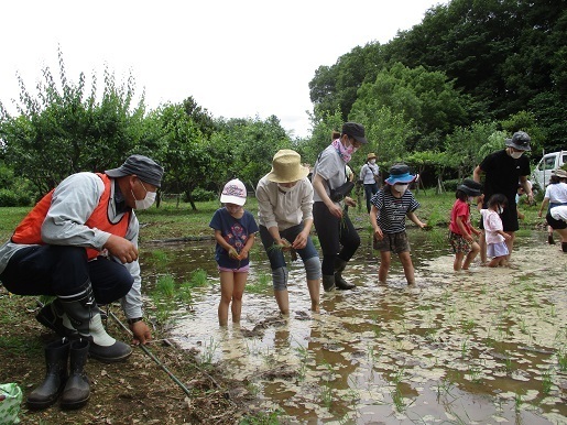 田植え体験