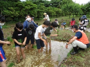 田植え体験